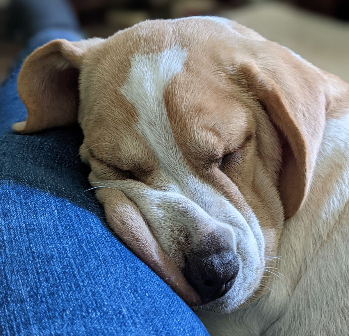 ❤️❤️this pic of Sadie is so cute ❤️❤️

can I see some pics of your pets?