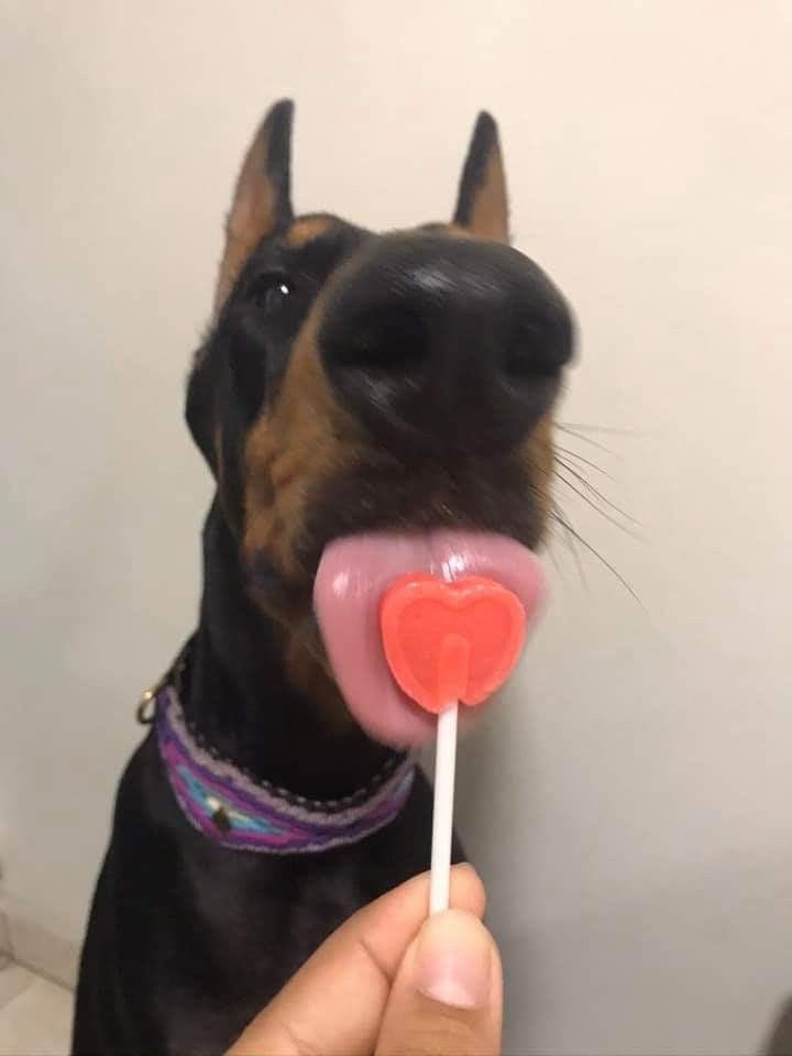 twaniimals's tweet photo. ❤️ https://t.co/XyqLXnIL09