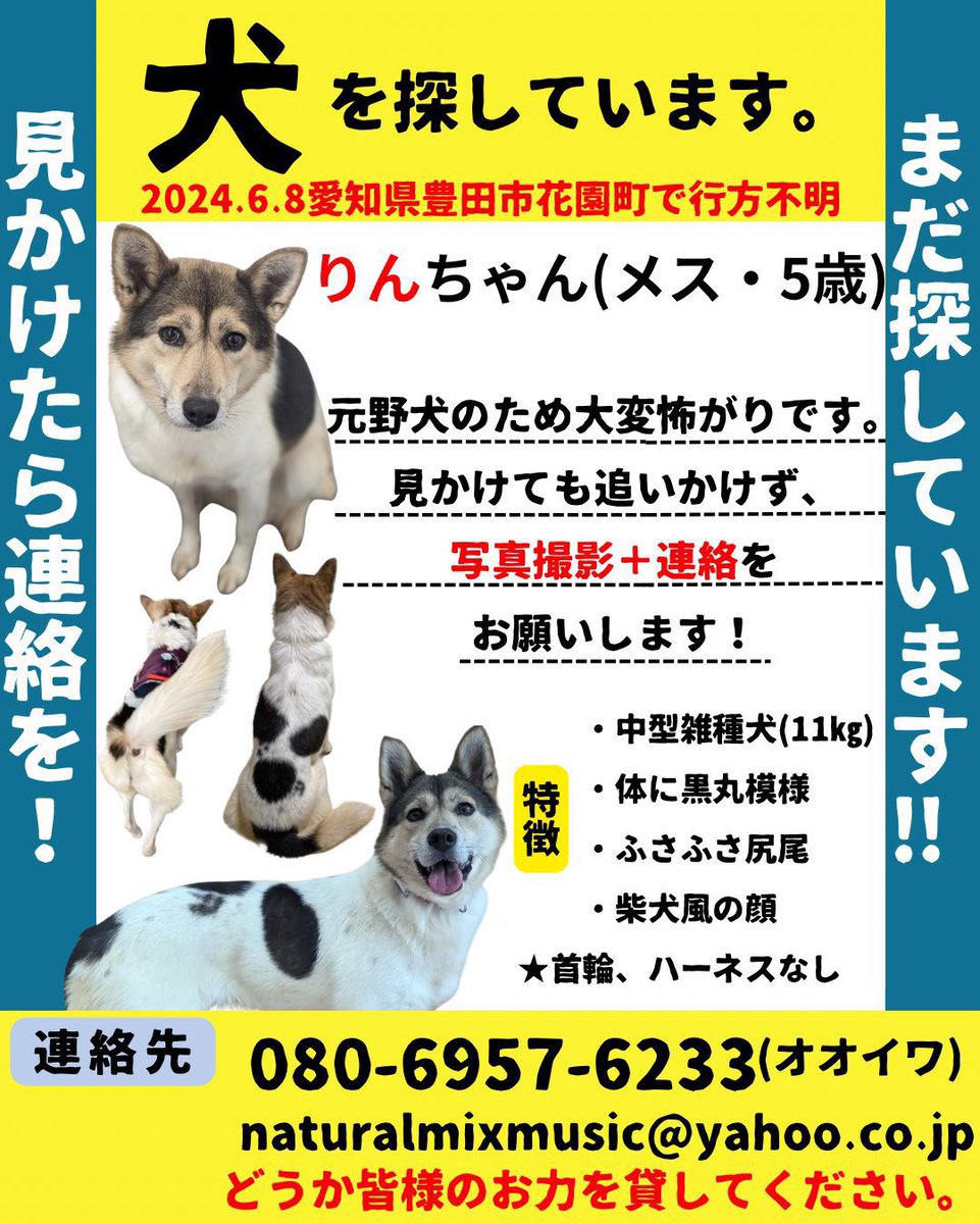 pwj_hamamatsu's tweet photo. ⭐️捜索協力のお願い⭐️

6/8にお家から脱走した卒業犬のりん（元トンコ）ちゃんの目撃情報が途絶えてしまいました

脱走場所は【愛知県豊田市花園町】
木の多い場所や水が確保できる場所に隠れている可能性があります

皆様の目撃情報が頼りです❗️
ご協力よろしくお願いします🙇‍♀️

#迷子犬　#迷い犬 https://t.co/DKB7hGP0lC