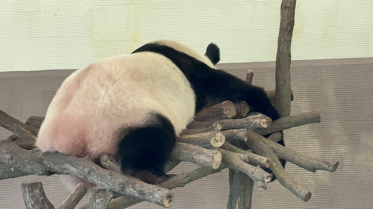 Masabang555's tweet photo. ハッチ🦥

ふっち🐼楓浜ちゃん

 #アドベンチャーワールド https://t.co/2N9RXSbFJP