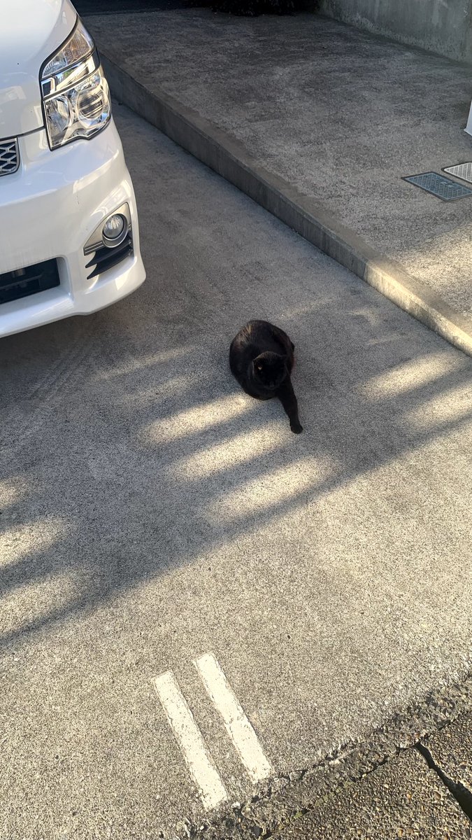 おすもうペット (@osmopet) on Twitter photo 