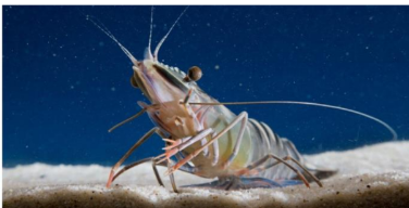 Culum Brown 🇺🇦 (@culumbrown) on Twitter photo Fancy a PhD scholarship to work on prawn aquaculture and welfare? Contact Suhnil (sunil.kadri@cdu.edu.au) at CDU. Fancy a PhD scholarship to work on prawn aquaculture and welfare? Contact Suhnil (sunil.kadri@cdu.edu.au) at CDU.