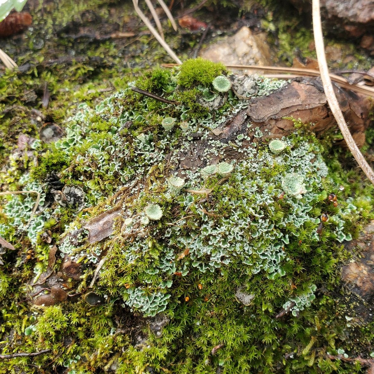 MountainTroll8's tweet photo. Lost in the Moss https://t.co/JRXsc2pM1c