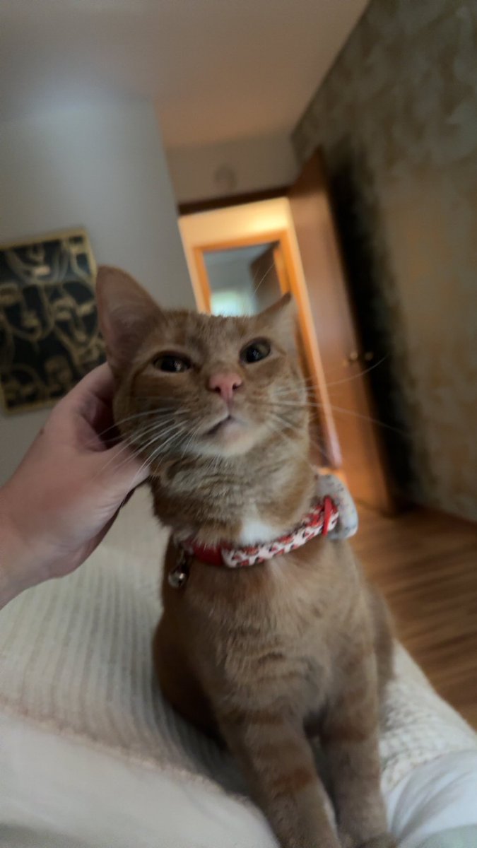 kelser1820's tweet photo. I just need everyone to know how truly and deeply I love my cat. That’s all https://t.co/jYVrrQYh7k
