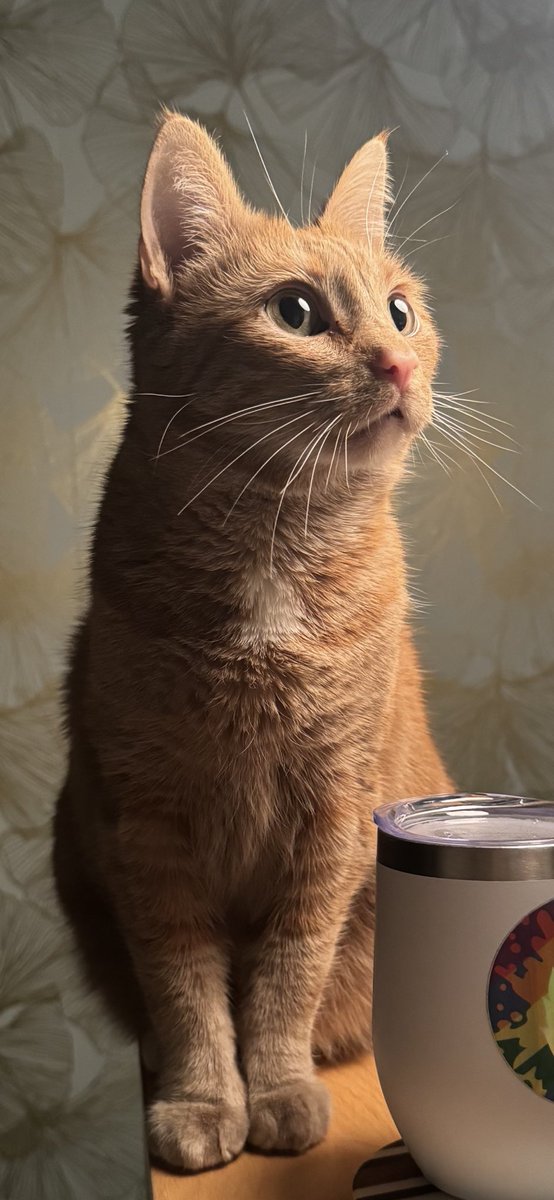 kelser1820's tweet photo. I just need everyone to know how truly and deeply I love my cat. That’s all https://t.co/jYVrrQYh7k