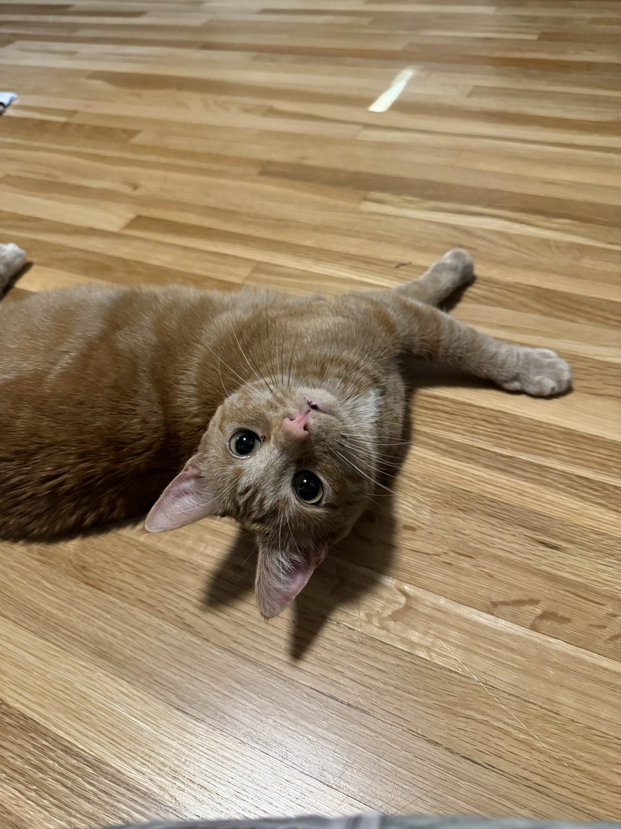 I just need everyone to know how truly and deeply I love my cat. That’s all