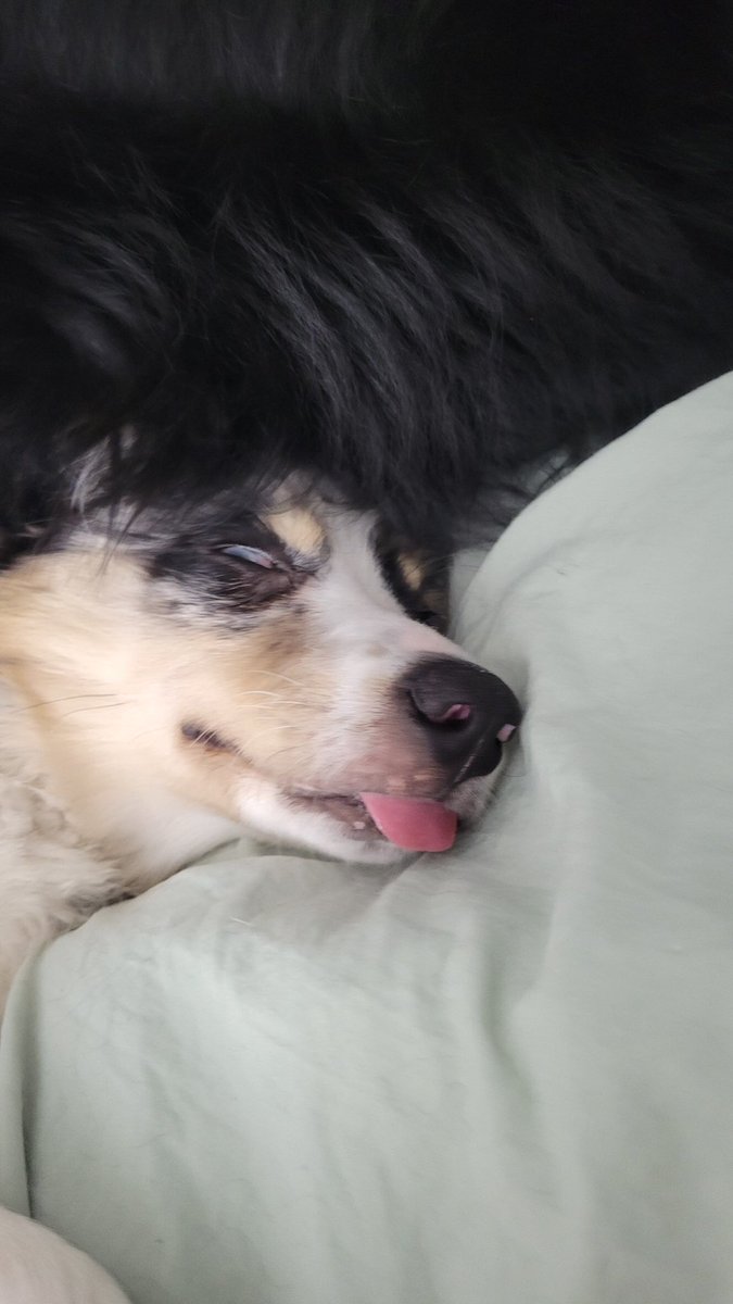Buggyforge's tweet photo. @fawndart This is Uzumaki and she’s a certified crime baby https://t.co/asY3gukoAm