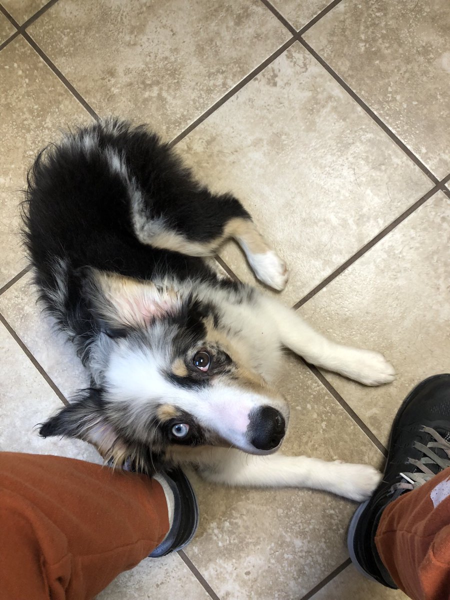 Buggyforge's tweet photo. @fawndart This is Uzumaki and she’s a certified crime baby https://t.co/asY3gukoAm