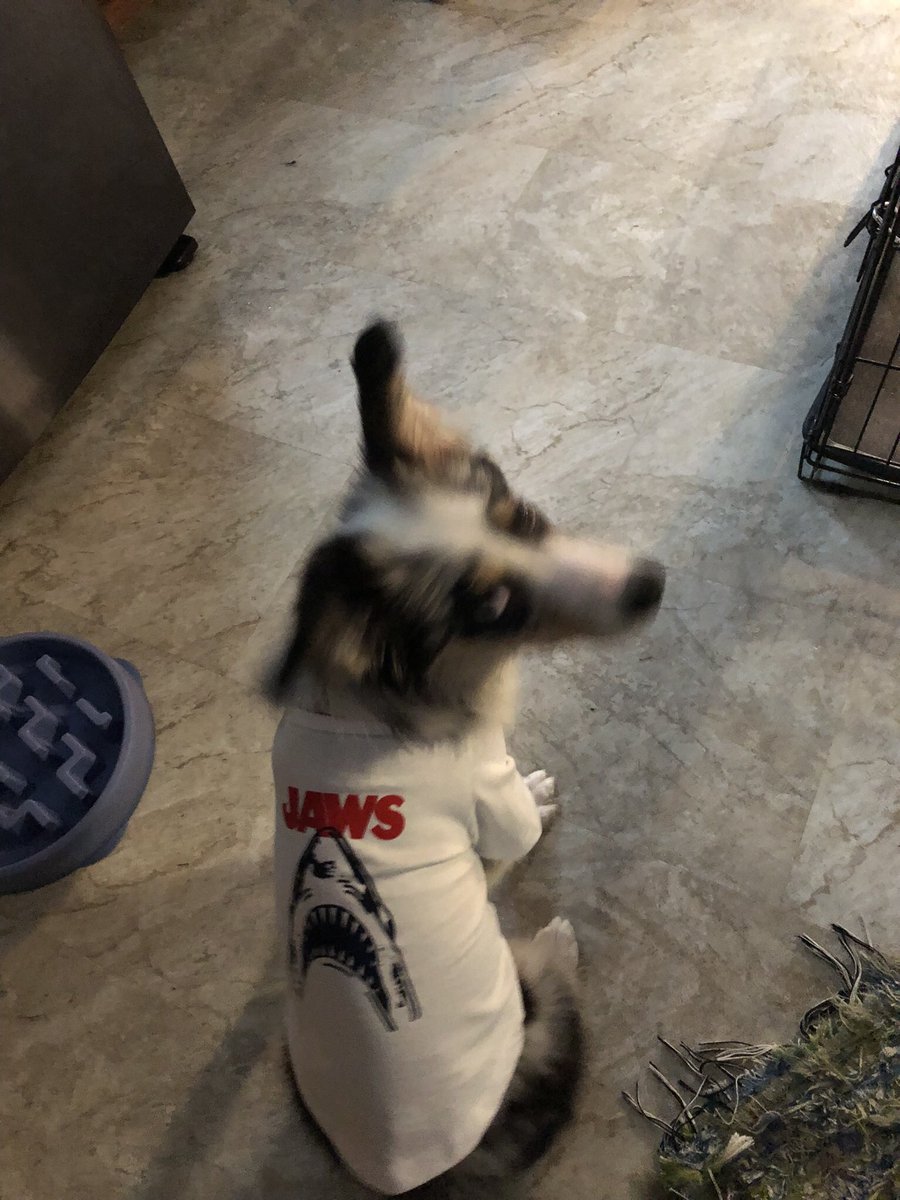 Buggyforge's tweet photo. @fawndart This is Uzumaki and she’s a certified crime baby https://t.co/asY3gukoAm