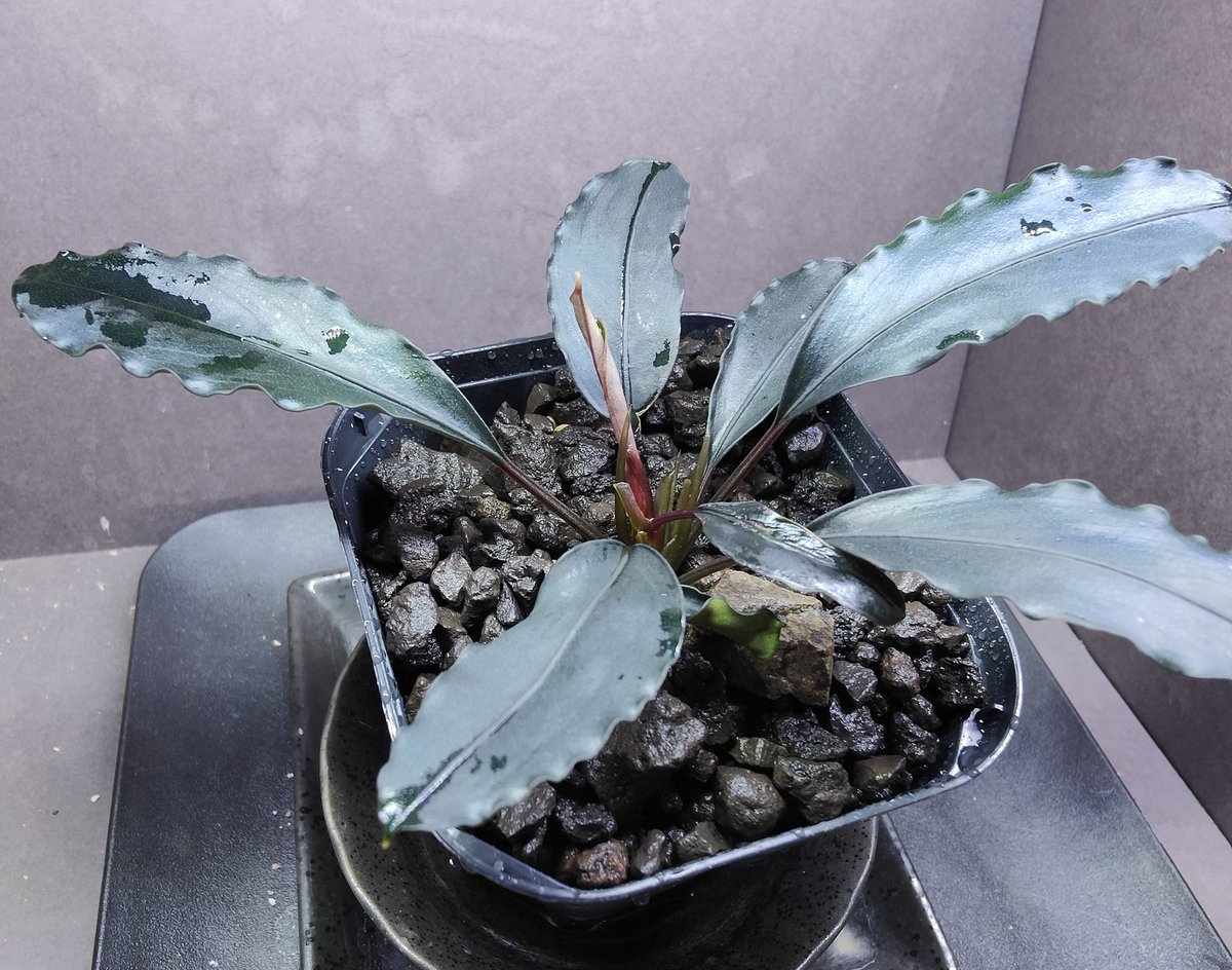 魚用品・水草 Bucephalandra sp./