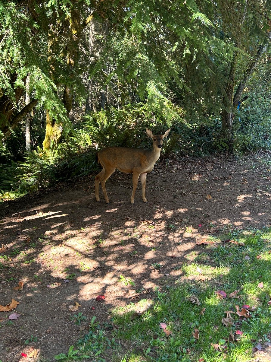 Adison Richards tweet media