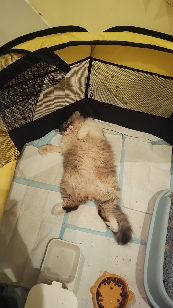 PipidSSP's tweet photo. @kochengfs Lokiboy, makan ,tidur ,pup, adalah pekerjaan sehari2 yg paling berat buat dia https://t.co/sR2GeYppTo