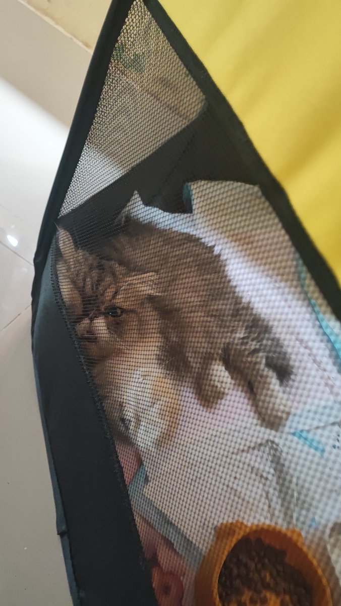 PipidSSP's tweet photo. @kochengfs Lokiboy, makan ,tidur ,pup, adalah pekerjaan sehari2 yg paling berat buat dia https://t.co/sR2GeYppTo