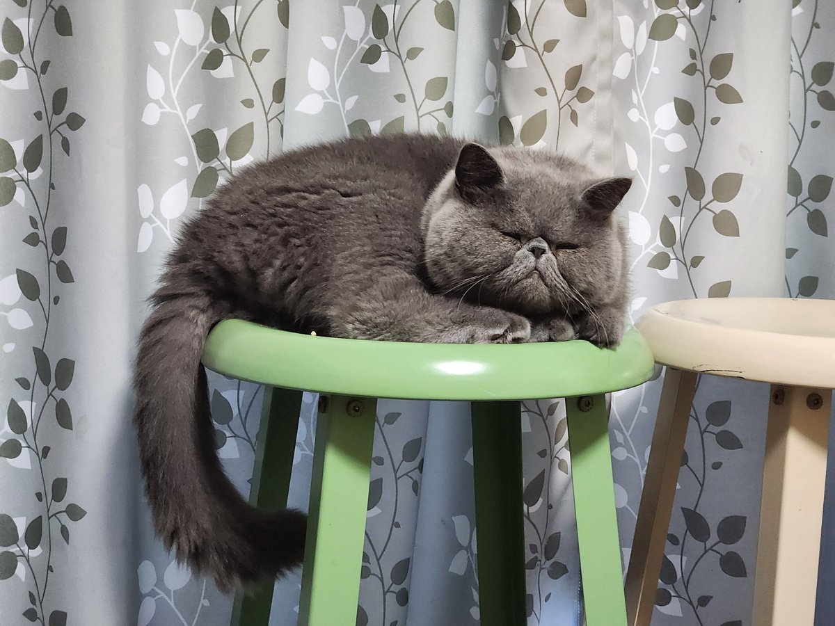 joss_aqua's tweet photo. 最近のポストはふうちゃんばかりなので、かわいいぐりにゃんもあげておきます

#エキゾチックショートヘア
#猫好きさんと繋がりたい 
#猫がいる幸せ 
#猫のいる生活 https://t.co/yHV4CyJ9hb
