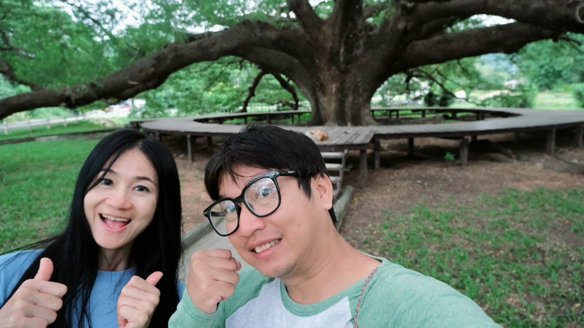 TiewLikeSara's tweet photo. ความใหญ่โตของ #ต้นจามจุรียักษ์ อายุมากกว่า 150 ปี ขนาด 10 คนโอบ.,.นอกจากจะถ่ายรูปสวยแล้ว ยังทำให้เราได้มองเห็นถึงความน่าอัศจรรย์ของธรรมชาติอีกด้วย 🌿

: ต้นจามจุรียักษ์, จ.กาญจนบุรี https://t.co/TMvr5ZHGJJ