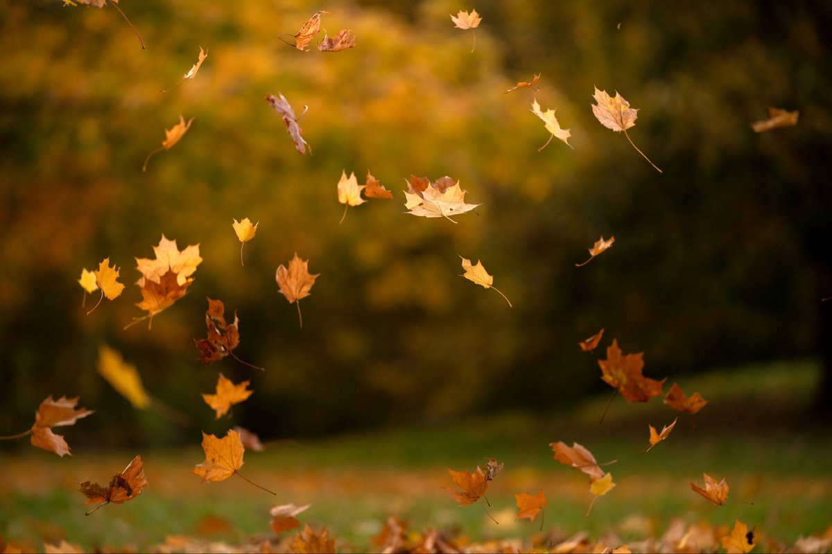 AlbertoRodkings's tweet photo. Hoy inició el otoño en el hemisferio norte de la Tierra; los días serán cada vez más cortos y poco a poco serán más fríos.

Estamos en la estación más melancólica y fugaz del año, pero, ¡para mí, la más bonita!

🍁 🍂 https://t.co/cZm51l91hL
