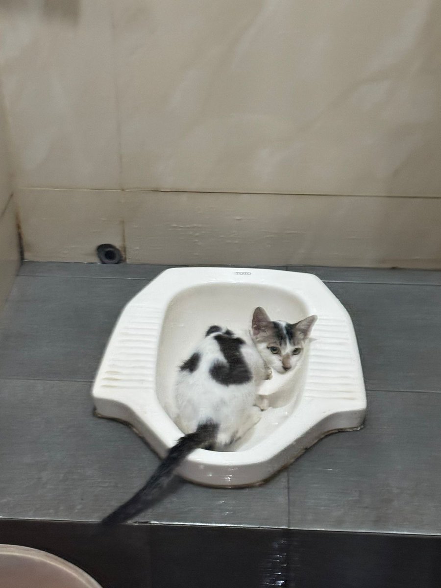 Sweetgabites's tweet photo. Oh noooo 😭😭
Bisa bisanya dia minum air toilet
Sehat sehat yah cing
#ui #psiko https://t.co/SZyyiRmcxp