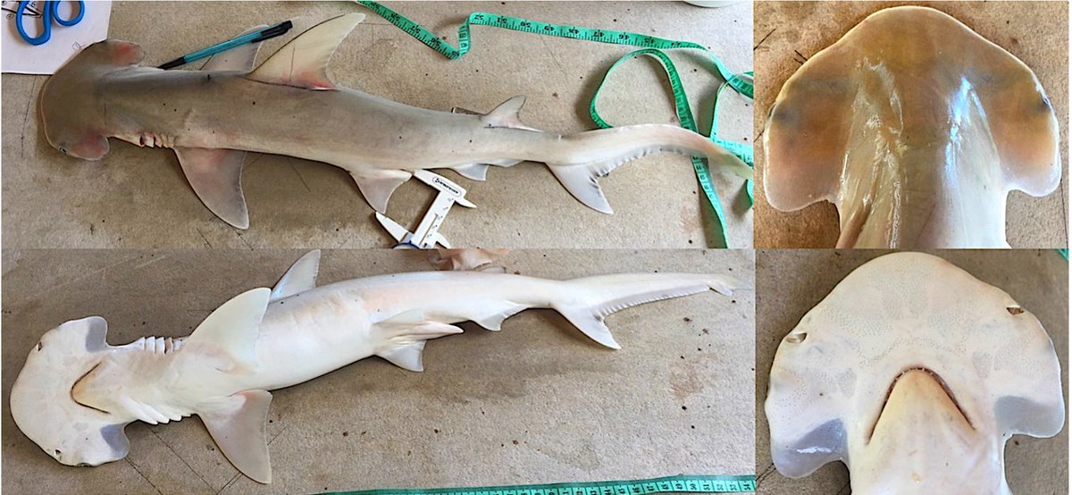 #NewSpeciesAlert - #𝑆𝑝ℎ𝑦𝑟𝑛𝑎 𝑎𝑙𝑙𝑒𝑛𝑖 sp. nov., a new #hammerhead #shark (#Carcharhiniformes, #Sphyrnidae) from the #Caribbean and the Southwest Atlantic.
🔓 mapress.com/zt/article/vie…