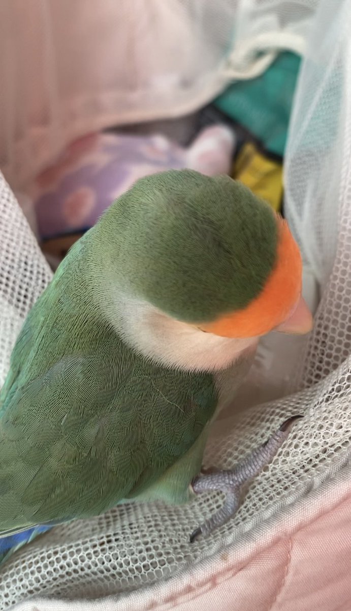 しっかりペレットも食べるようになり、体重もだいぶ戻ってすっかり元気になりました✨ こうして無事に7才を迎えることができて本当にうれしい🥹まだまだこの先も健やかに笑って楽しく過ごそうね♪

自分の避難バッグを物色するベルさん↓