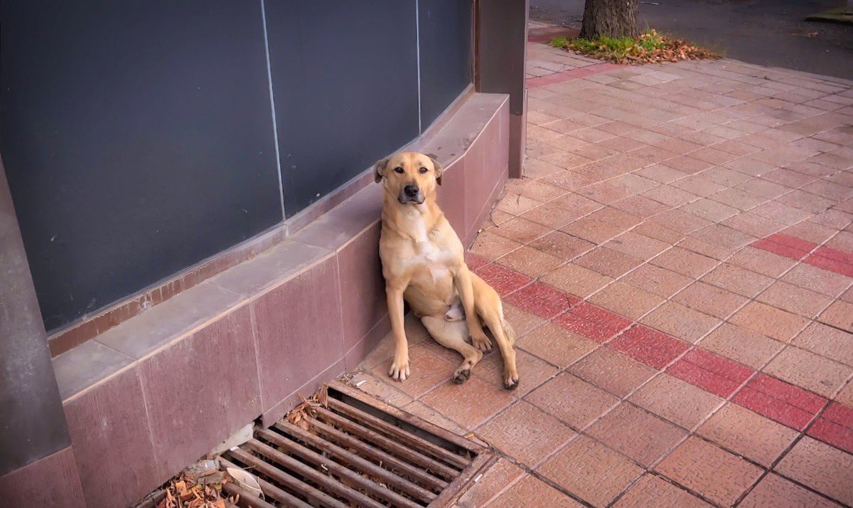 „Man hat nicht ein Herz für Menschen und eines für Tiere. Man hat ein einziges Herz oder gar keins."

Alphonse de Lamartine

tiervermittlung.de

#Hunde #Katzen #Love #Tiere
#Liebe #Tierliebe #Помощзаживотни #animalaid