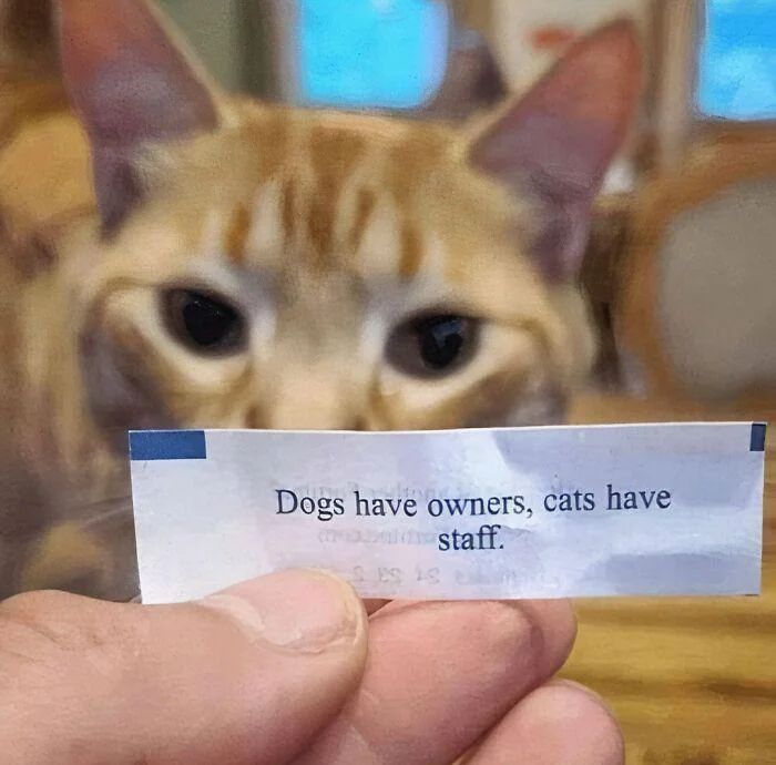 WholesomeMemes (@wholesomememe) on Twitter photo 