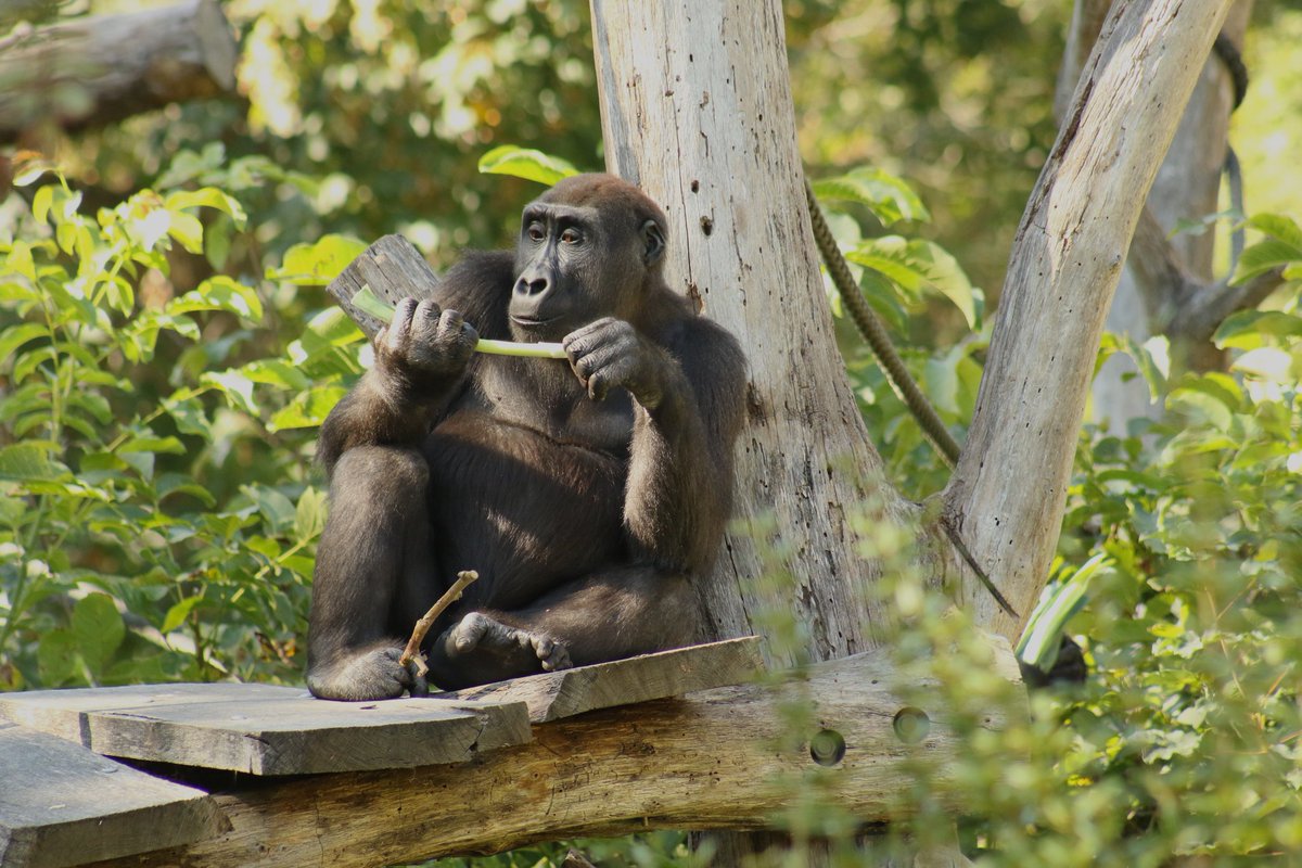 RoGruen's tweet photo. Besuch im Zoo Leipzig #Leipzig #Zooleipzig https://t.co/jhQYIbOsC1