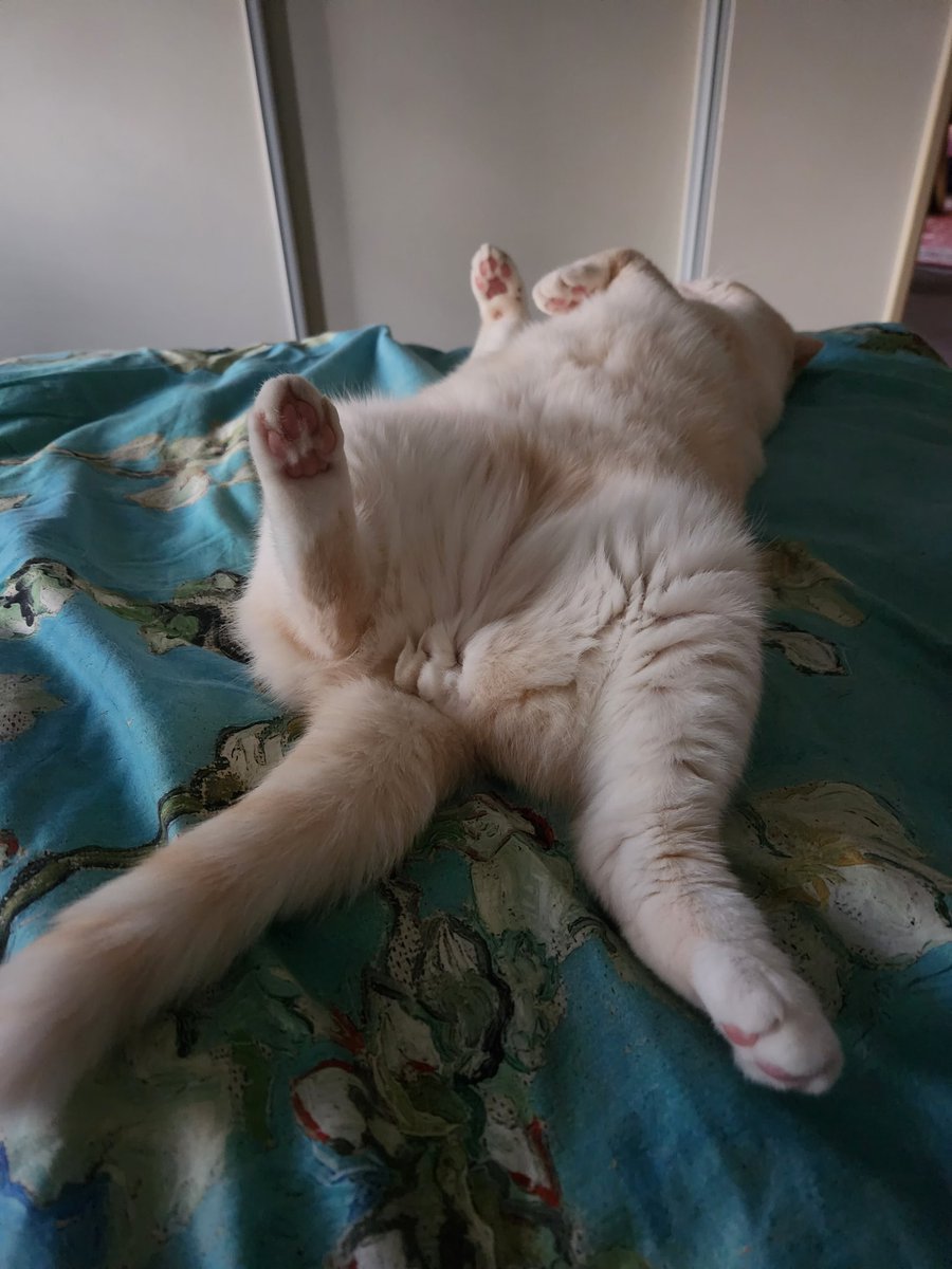 btnalv's tweet image. I am babysitting my Sisters two cats. #cattwitter