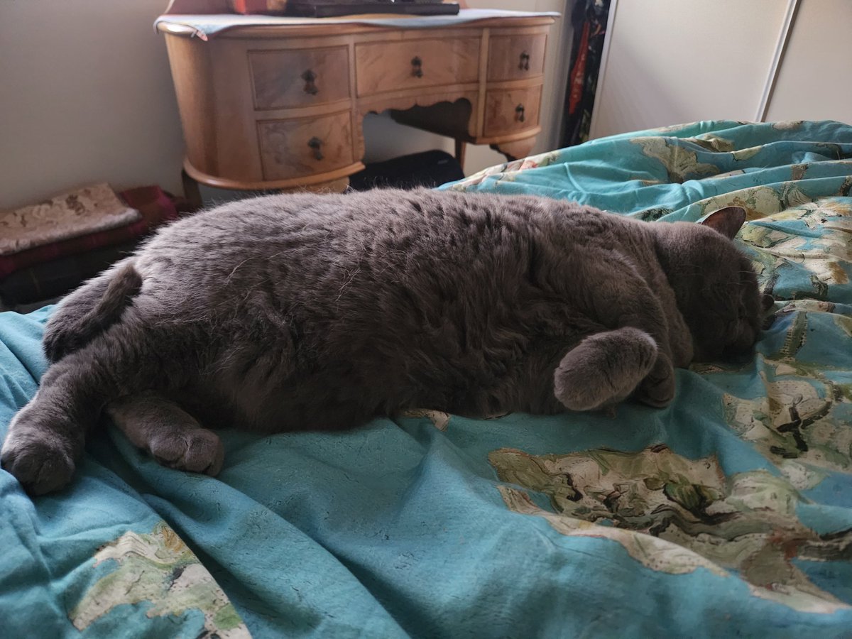 btnalv's tweet image. I am babysitting my Sisters two cats. #cattwitter