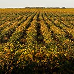 Noticias: Los cultivos genéticamente modificados no contribuirán a resolver la crisis económica de #Bolivia

#agricultura #monocultivo #GM #Monsanto

👉landportal.org/es/news/2024/0…