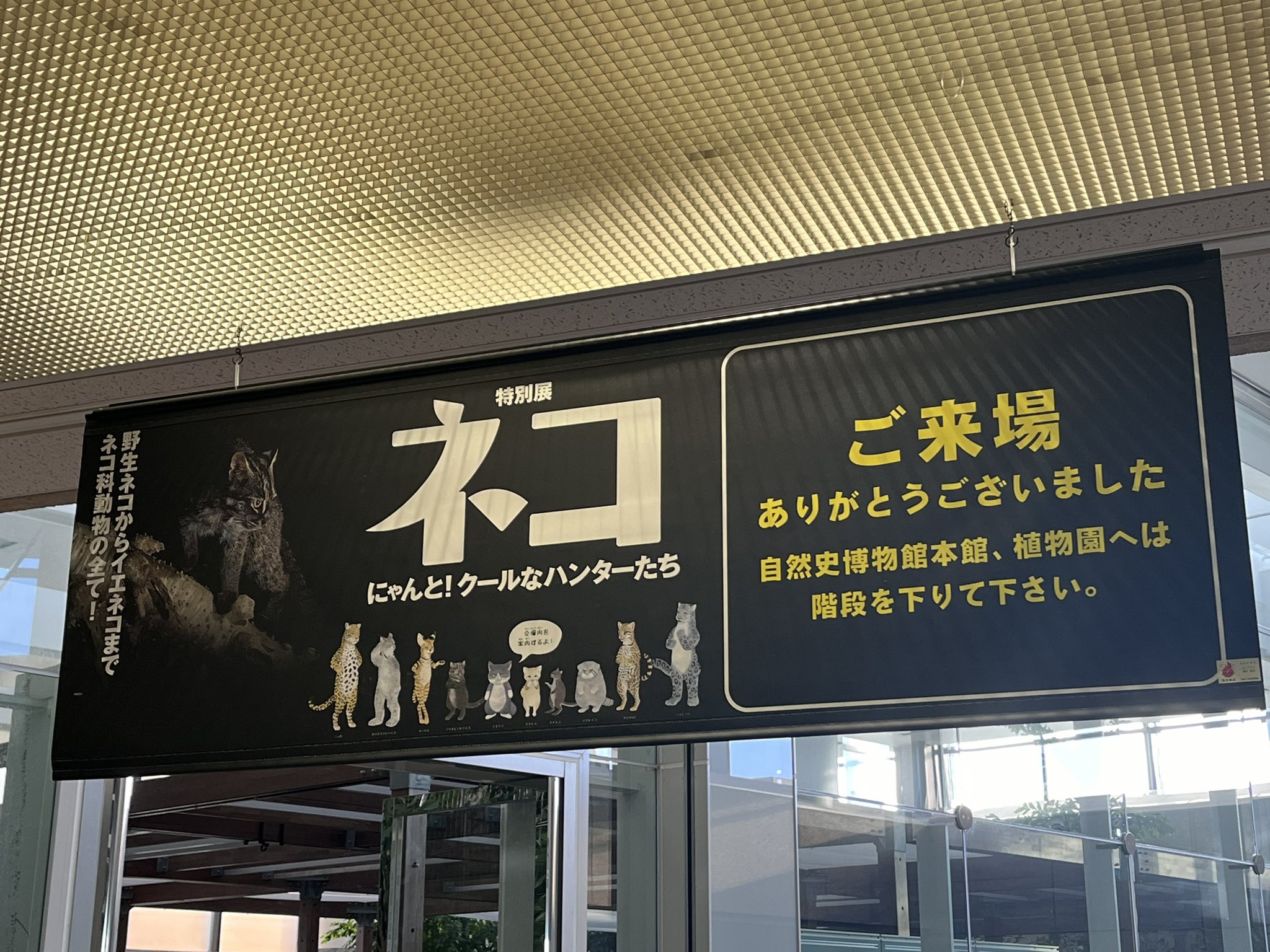 ネコ　大阪 招き猫 M-106 | 動物 | 【公式】 人形の久月オンラインストア