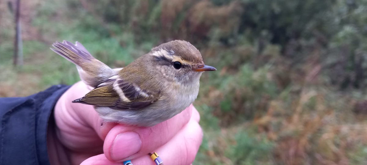 This is ' purple boy' - first purple colour ring used, caught last Friday, thought he had gone but no retrapped just now, weight Friday 5.6g, today 6.6g! <a href="/_BTO/">BTO</a> <a href="/Dan_Gornall/">Daniel Gornall</a>