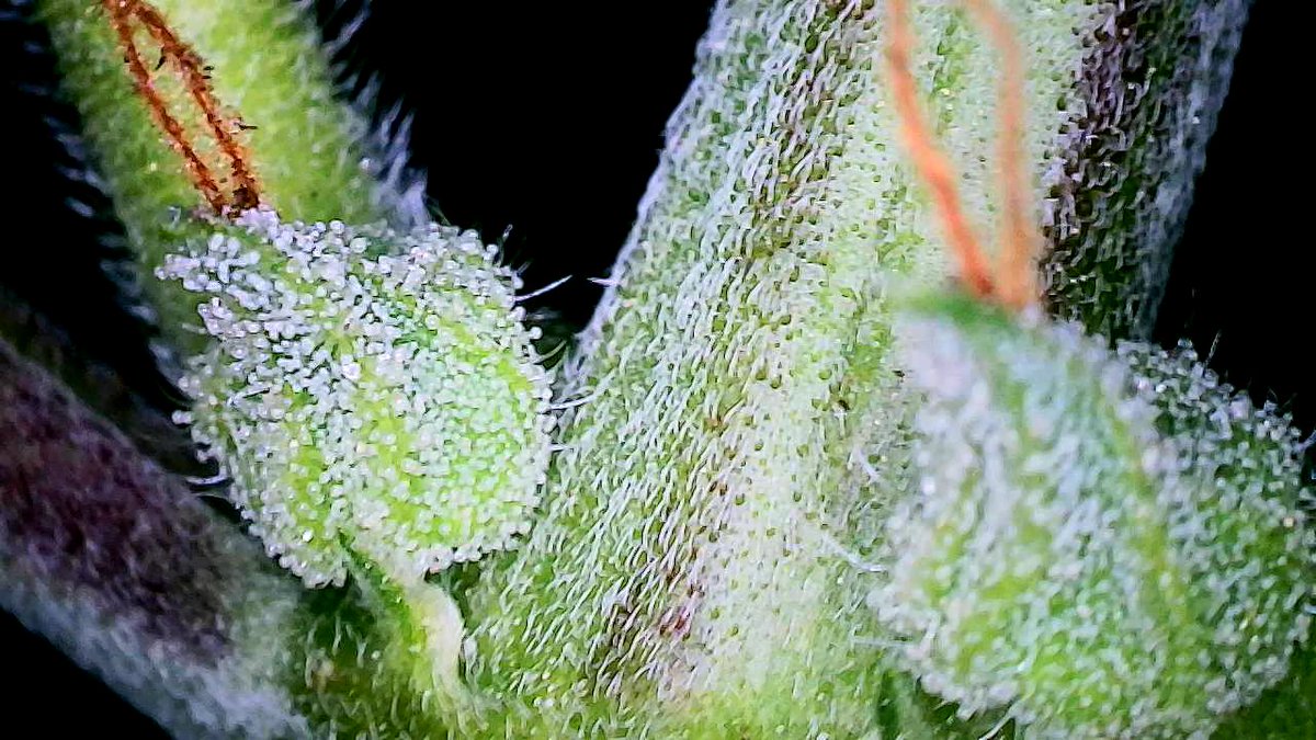 IGROWmids710's tweet photo. GM to all the beautiful peoples in my phone! Lovely shot of calyxes on my #DoubleGrape  #growyourown #HomeGrown https://t.co/vLqMax4wBU