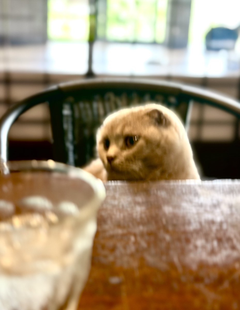 gb_goldenbat's tweet photo. 今日のランチのお相手 🍽 https://t.co/27VP6G66zU