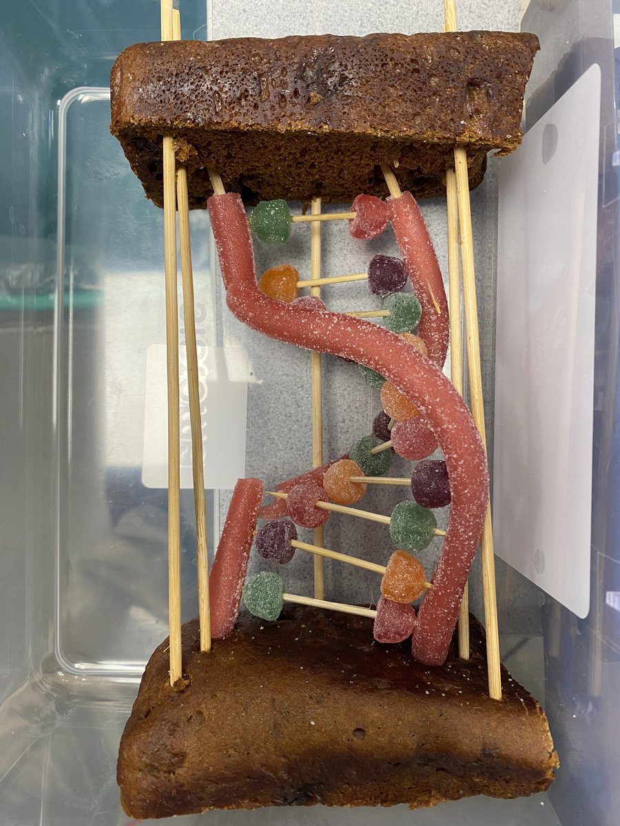 Diolch i Harri Bl9 <a href="/YGGBM/">YSGOL BRO MYRDDIN 🏴󠁧󠁢󠁷󠁬󠁳󠁿</a> am y model DNA bwytadwy! Thanks to Harri for the edible DNA model! #DNALover