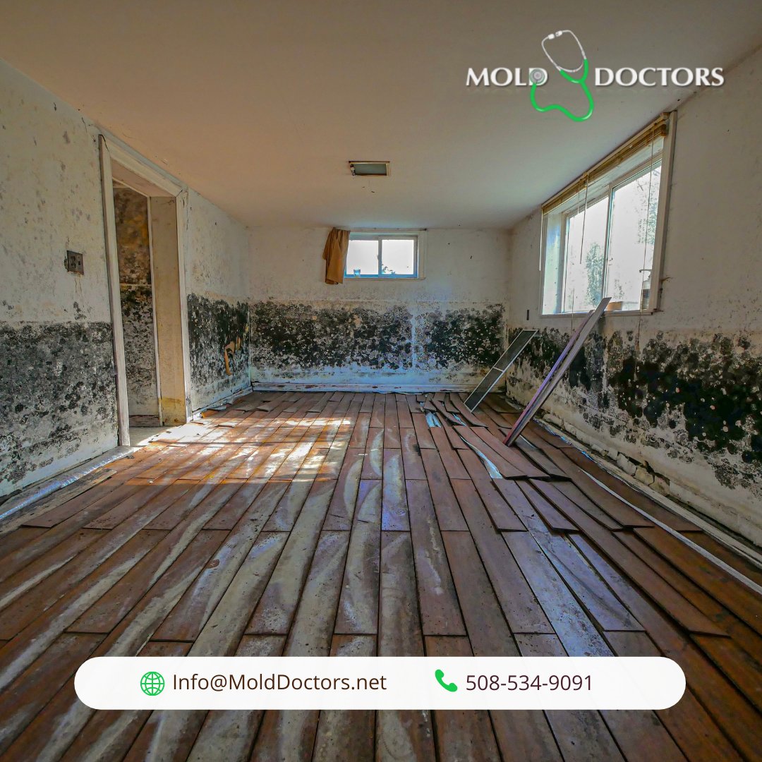 MoldDoctors's tweet image. Mold can hide in places you least expect.🤔 Let us handle the hard work and give your home the thorough clean it deserves. 

☎️ (508) 534-9091
📩 Info@Molddoctors.Net
🌐 molddoctors.net/request-a-quot… 

#MoldControl #CapeCodMoldRemoval