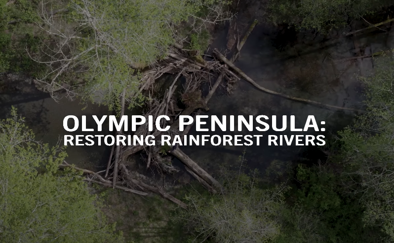 Restoring Rainforest Rivers dlvr.it/TDZQQ3