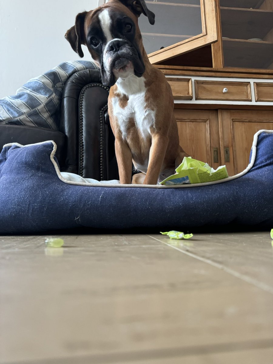 typischdori's tweet photo. Liebes Tagebuch,
hab‘s wieder getan…einfach nur niedlich gucken und hoffen, dass es Leckerlis regnet. 🍖👀 Was denkt ihr? Funktioniert der Blick? 😂
Kommentiert mal mit 🐾
#BoxerLife #DoriDerBoxer #Hundeblick #LeckerliBitte #DogsOfX #FaulerHund #Hundehumor #PetsofX #BoxerLiebe https://t.co/Mel6mA3SMX