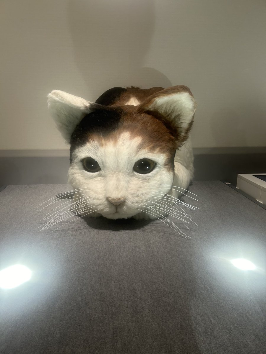 ネコ　大阪 特別展ネコ - Search / X