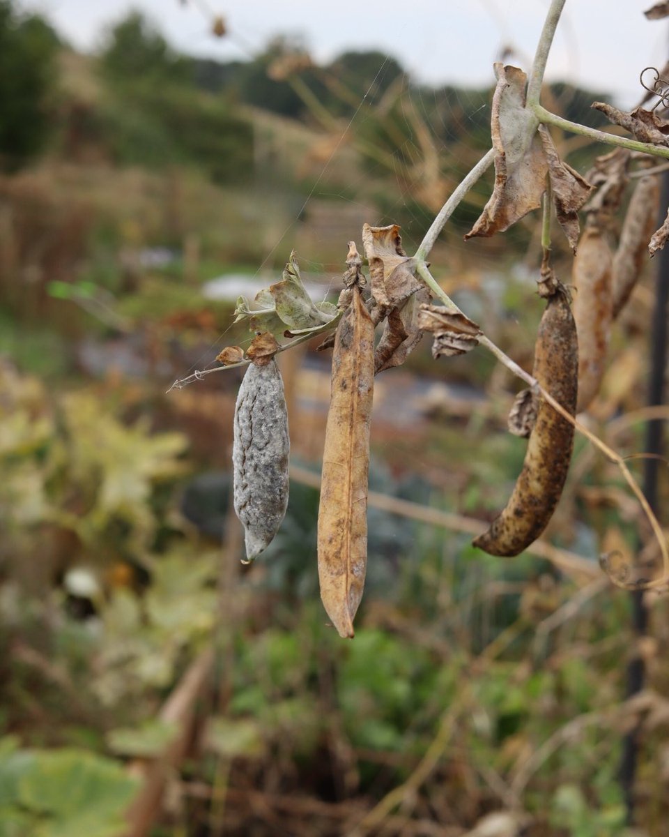 DalefootCompost's tweet image. Now is the perfect time to save some seeds from your garden or allotment for use next year. Seed saving is a simple, fun and thrifty way to make your garden more productive and healthier year after year 💚

#savingseeds #seedsaving #seeds #organicgardening #thriftgardening