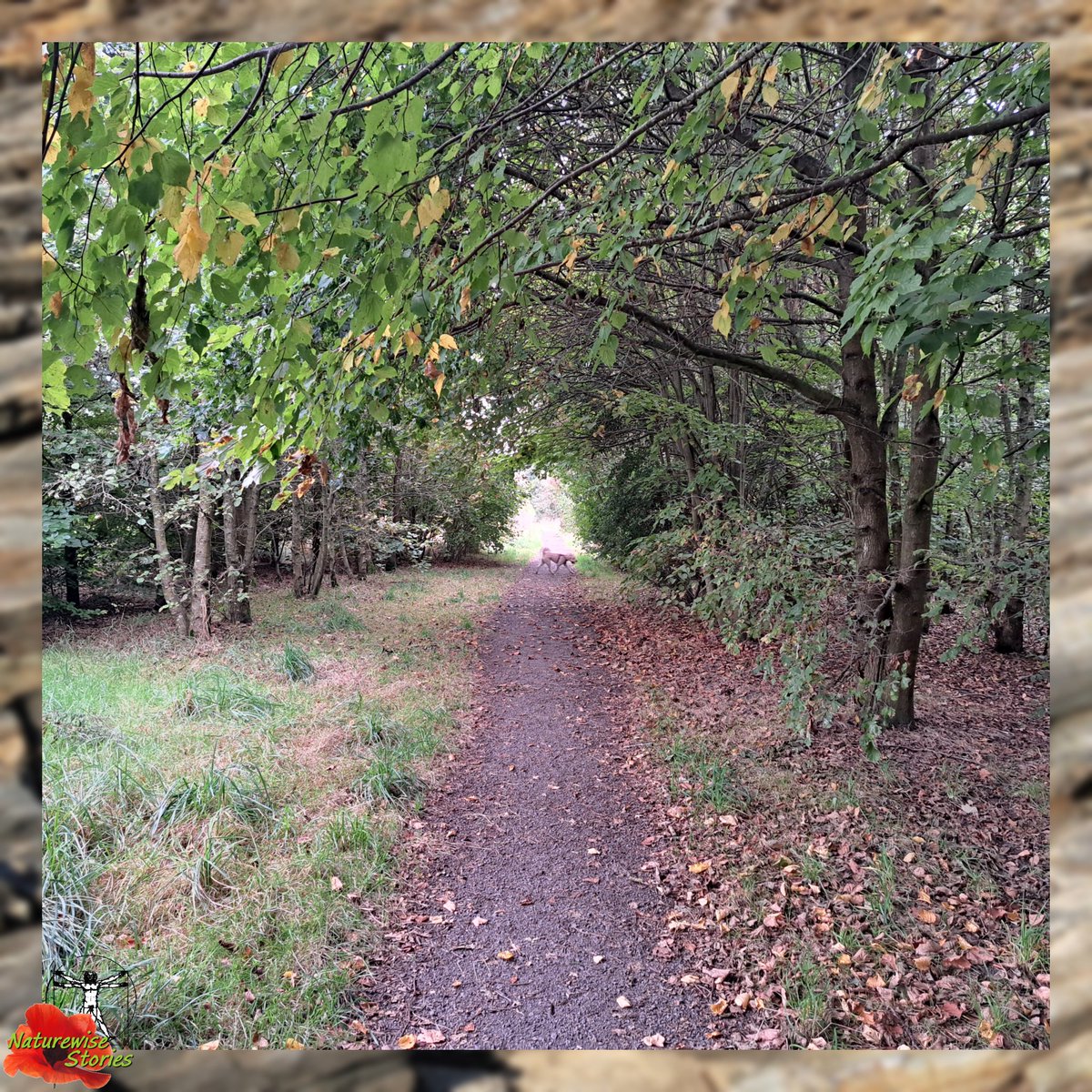 NaturewiseStory's tweet image. With autumn we have also entered the time of Libra♎ in his 1st decan and now experience the same influence as the astrological Moon☾. While the moon in the sky reaches her last quarter🌗 tomorrow.
#naturewise #naturestorytelling
#naturewisedom #naturalhealth