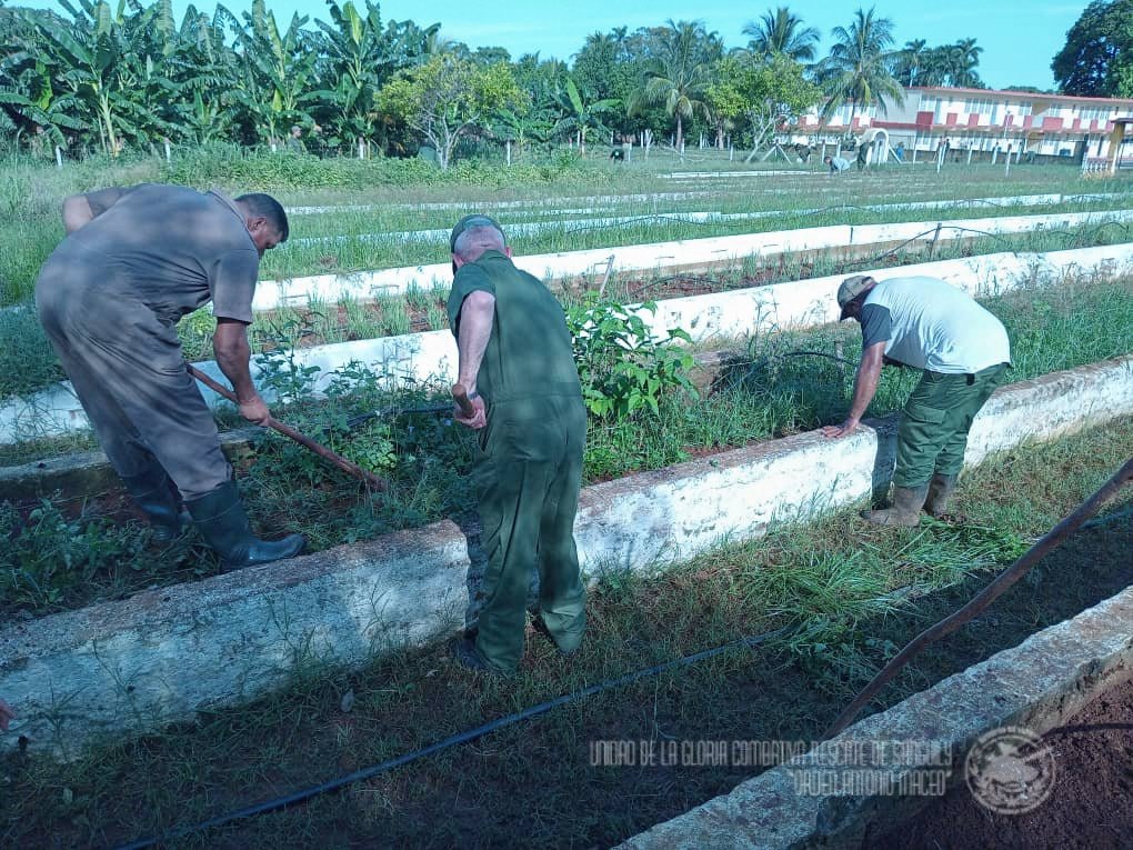 El trabajo  engrandece al hombre. Nuestros combatientes durante este fin de semana apoyaron a la soberanía alimentaria de nuestro país.
💯❤️🇨🇺
#PuebloUniformado
