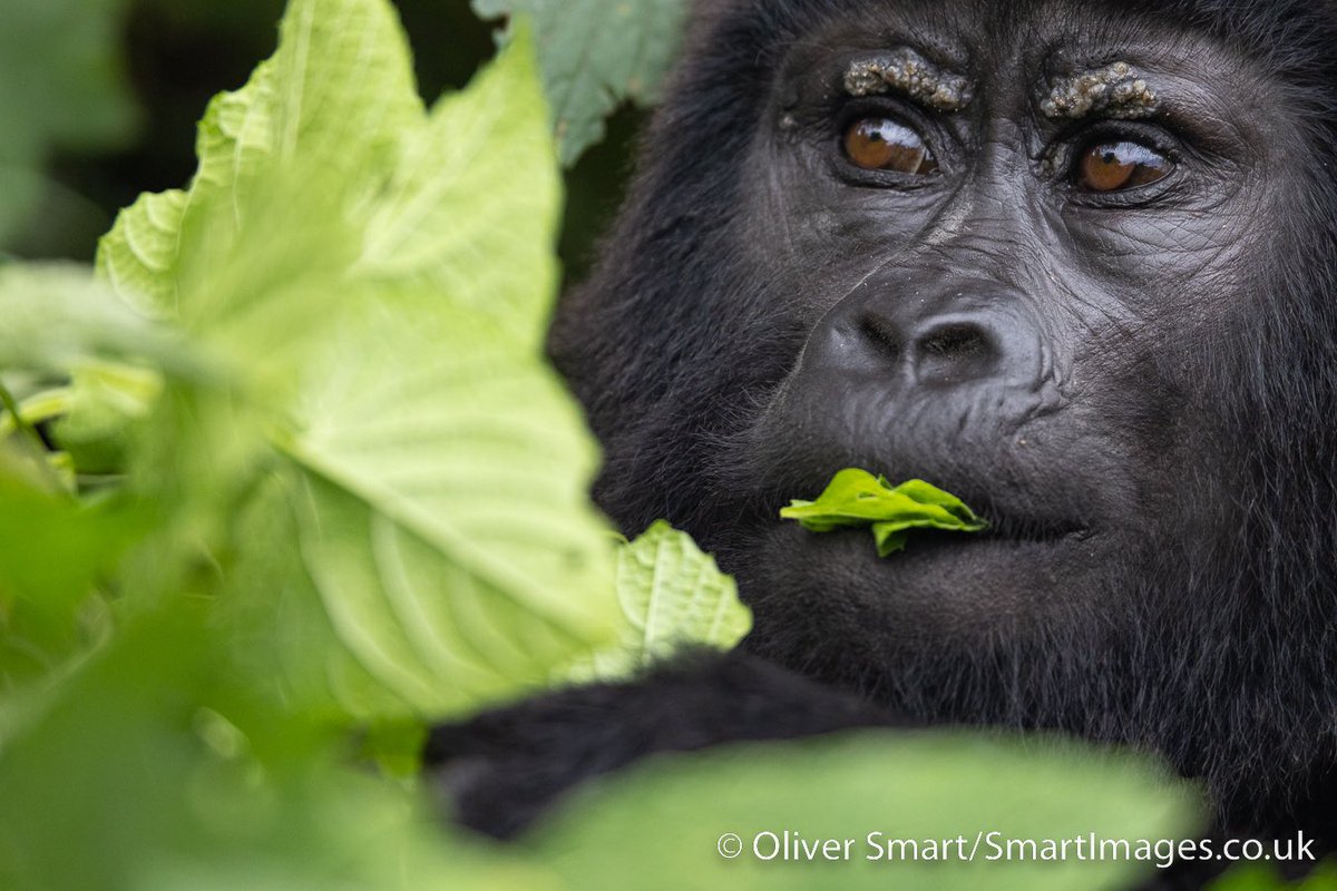 smartwildlife's tweet photo. Fantastic Gorilla trekking with my @naturetrektours group this week. A wonderfully relaxed family in perfect settings. My next tour departs in autumn 2026 if interested. https://t.co/eMtfdrZAWo