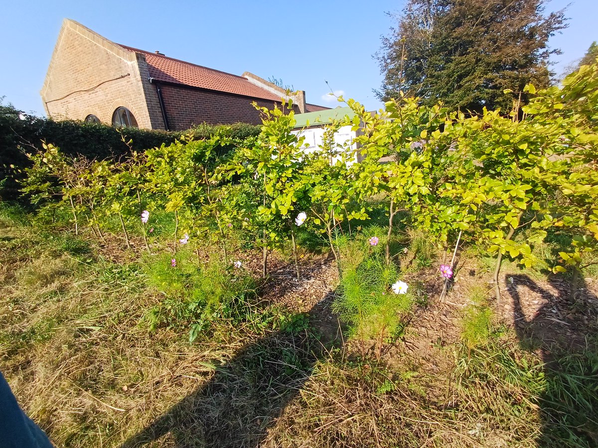 Roots for the Future CIC tweet media