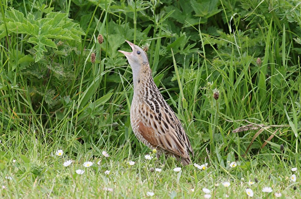 Hi, this corncrake is calling for you to do your good deed of the day 

Help protect him and his pals by telling the UK Government to invest more in #naturefriendlyfarming

This RSPB petition only takes a moment to sign, and you can feel virtuous all day
action.rspb.org.uk/page/156168/pe…
