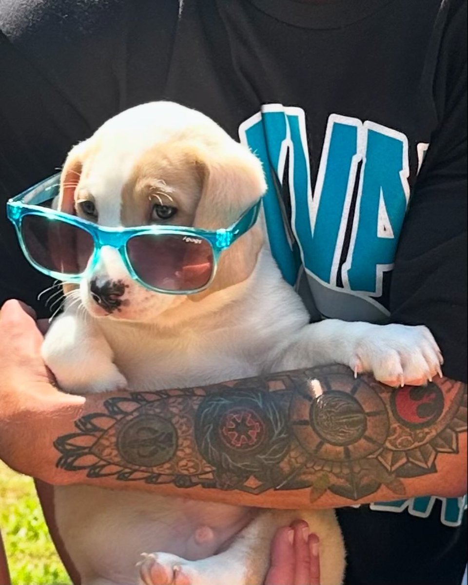 Hey <a href="/Jaguars/">Jacksonville Jaguars</a> -

Y’all make us sad. Y do u hurt us?

U got no Dog in the fight no more, so I got u a motivator. Meet Duval—my kiddos love him &amp; deserves a home…The catch?

W on <a href="/NFL_MNF/">MondayNightFootball</a> in Buffalo, &amp; he’s coming home…

Your move, Jaggoffs
#Dontruinchristmas 🐆
#nopressure 😅