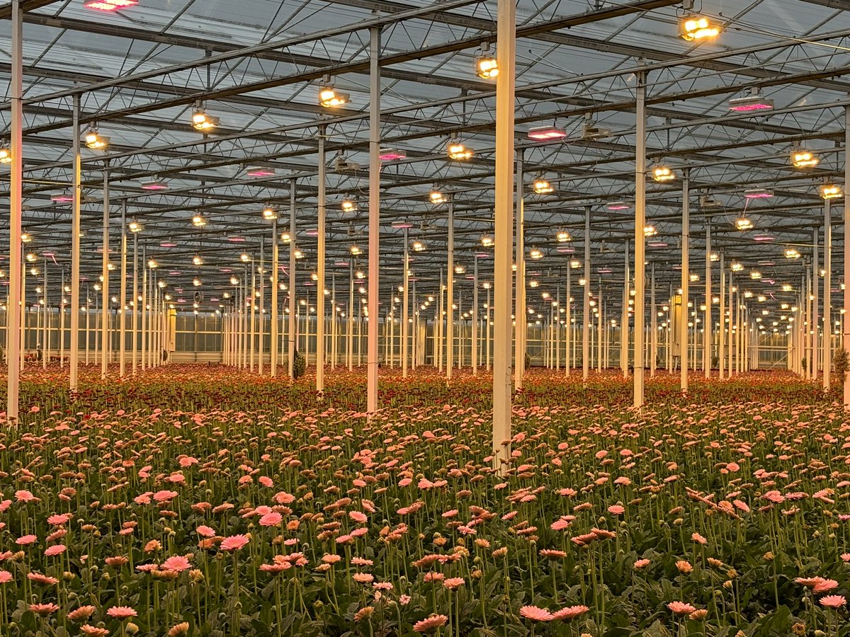 Alliance Sierteelt tweet media