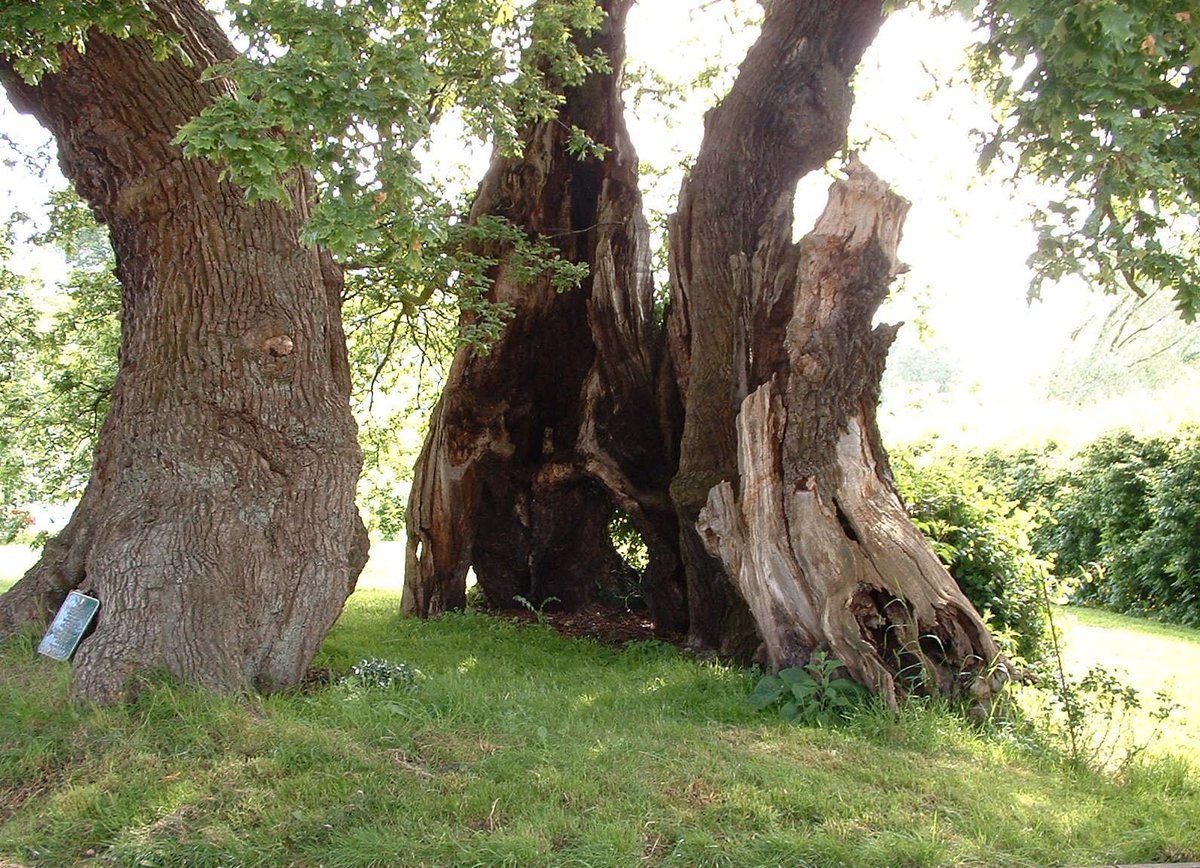 The Marton Oak, Cheshire

A Sessile Oak. The trunk has split into three, but still with its single root system

Up to 1,200 years old