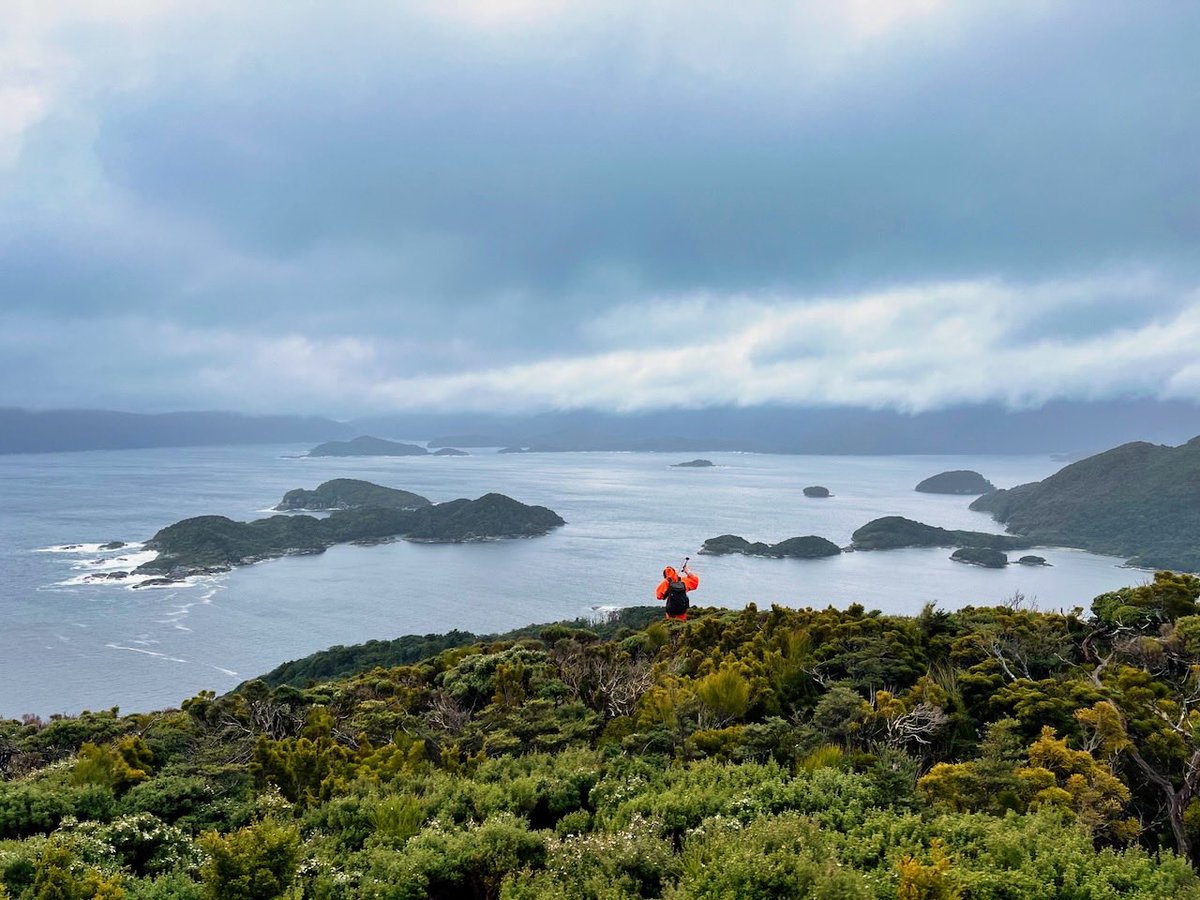 Views from a trip to Pukenui/Anchor Island a week ago, to help with #kakapo transmitter changes. No decent kākāpō photos, I'm afraid, but my scenery pics are a slightly better! #conservation #fieldwork.