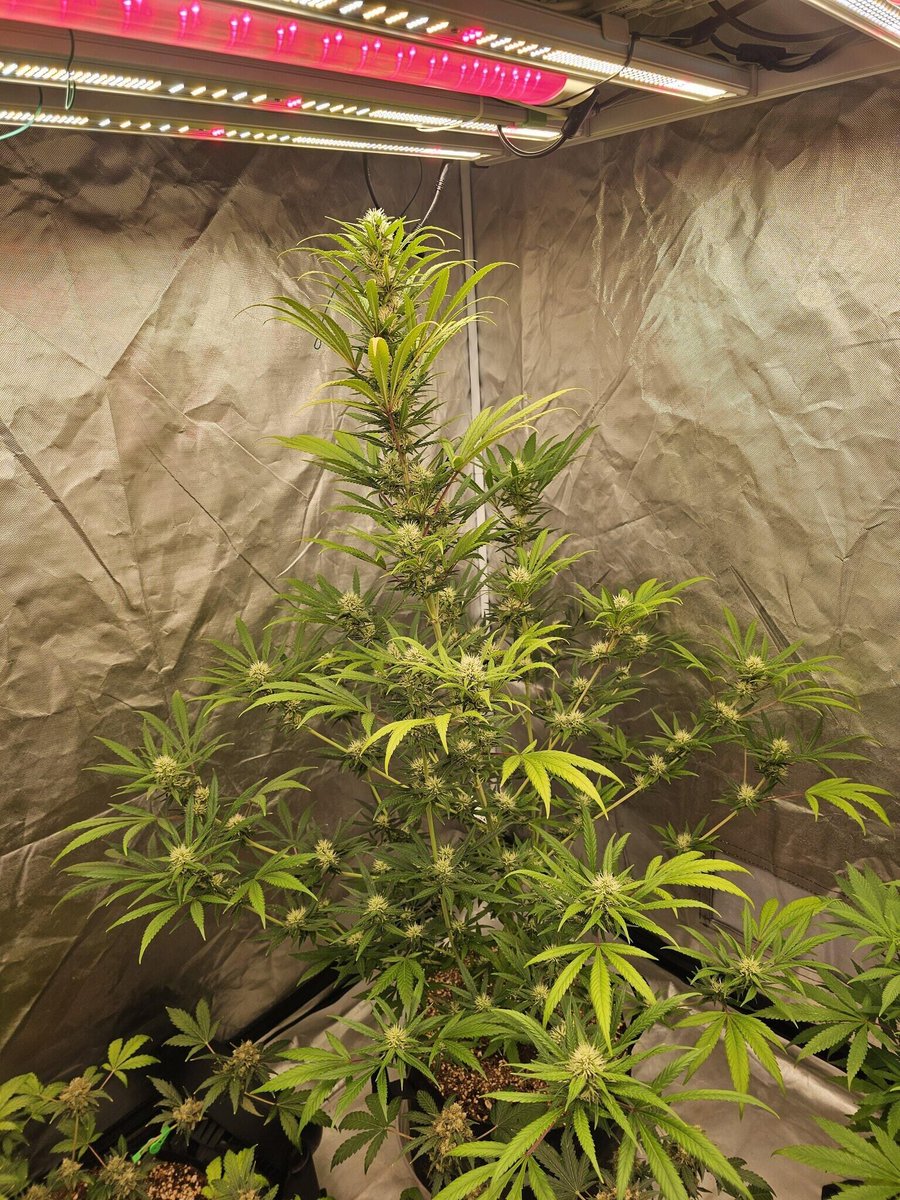 Coco_Pan2022's tweet photo. #FCE4800 #FCE6500 With #adlitered55
High-power grow lights are energy-efficient, providing significant savings on electricity costs for indoor gardening enthusiasts.
https://t.co/GfJETFmZRk https://t.co/5712NXxdlm