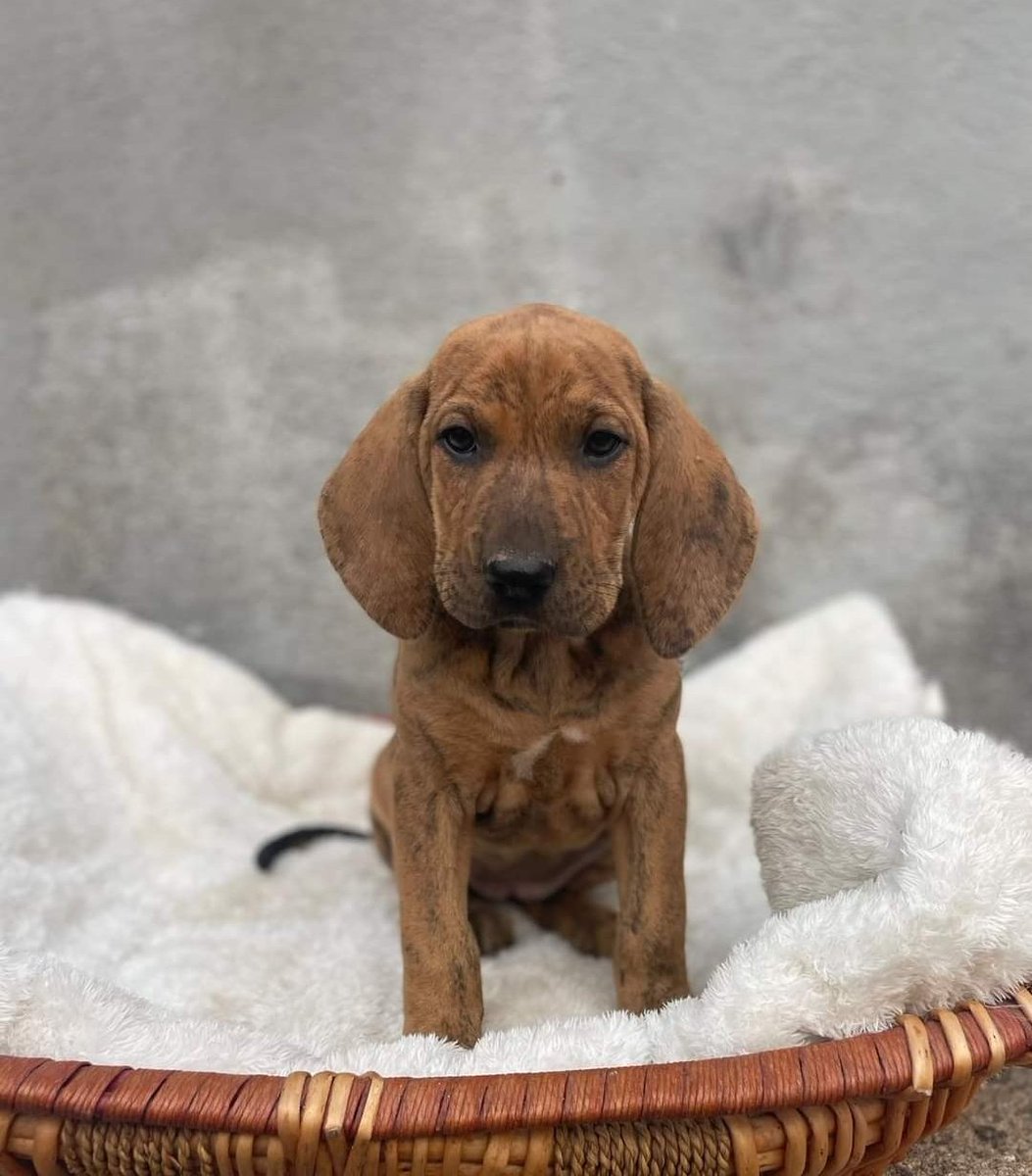 ranimal_ohana's tweet photo. ♥️ CACHORROS EN BUSCA DE FAMILIAS ♥️

Por orden somos Bora (hembra), Maui (hembra), Bannu (macho), Lifu (macho) y Miyak (macho). Los 5 buscamos familias que nos vayan a querer y cuidar para toda la vida y que sepan el compromiso que es tener un amigo de 4 patas 😍 https://t.co/ffKWzA5URE